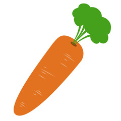 Carrot Vegetable Illustration