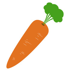 Carrot Vegetable Illustration