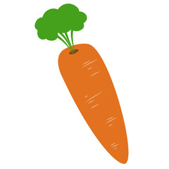 Carrot Vegetable Illustration