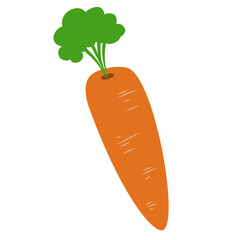 Carrot Vegetable Illustration