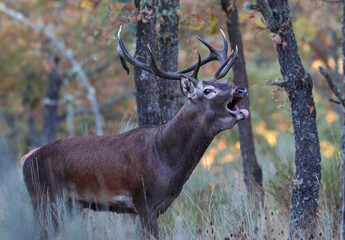 Stunning male red deer (Cervus elaphus) rutting loudly in the mediterranean forest. Portrait of a deer in mating season. Powerful wild stag with big antlers in autumn. Zamora, Spain.