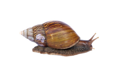 Light brown giant african snail - Achatina fulica are crawling or moving slowly isolated on white background.