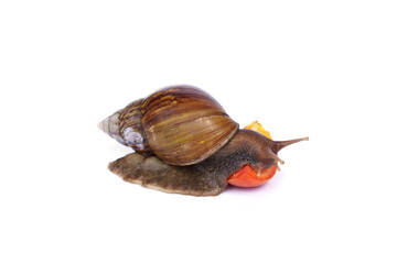 Light brown giant african snail - Achatina fulica are eating tomato halves food isolated on white background.