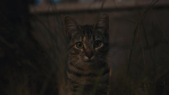 A curious young tabby stray cat gazes directly into the camera, eyes wide and alert, surrounded by dry grass in a moody twilight scene.