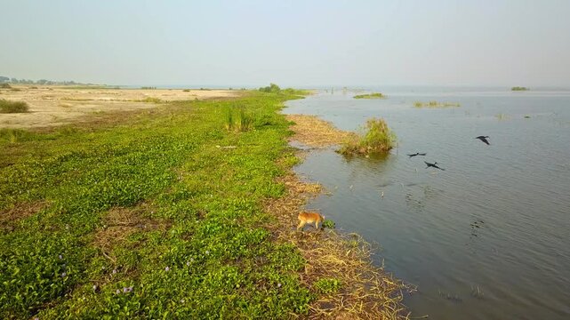 Drone aerial shot capturing a Ugandan kob (Kobus kob thomasi) drinking at the lush Nile riverbank alongside several waterbirds, set against expansive wetlands and riparian vegetation in Uganda.