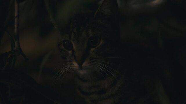 A young stray kitten peeks out from dense bushes, eyes wide and alert as it eats quietly, bathed in warm, fading evening light.