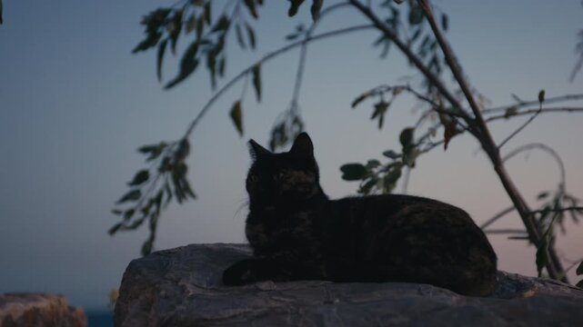 A tortoiseshell stray cat lies calmly on a stone ledge as dusk falls, framed by delicate branches swaying gently in the coastal breeze.