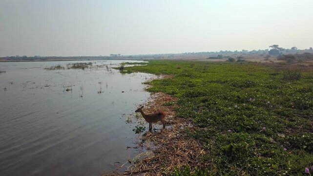Uganda kob antelope drinking from the Nile River in Murchison Falls National Park, Uganda, with green vegetation, dry grass, and a hazy horizon under soft daylight, static camera shot.