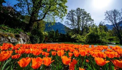 Vibrant orange tulips fill a sunny garden, with mountains in the background
