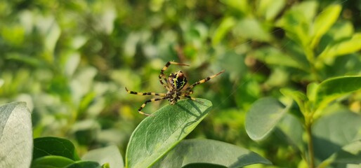 Nature's Artistry: Detailed Close-Up of a Large, Strikingly Patterned Araneidae Spider Against a Soft, Natural Green Background of Foliage