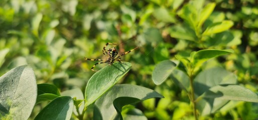 Nature's Artistry: Detailed Close-Up of a Large, Strikingly Patterned Araneidae Spider Against a Soft, Natural Green Background of Foliage