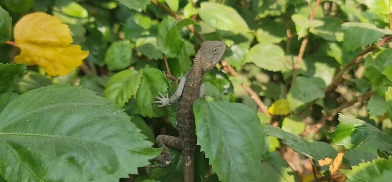 Asian Wildlife: A Detailed Footage of a Changeable Lizard Blending Seamlessly into the Natural Habitat of the Forest Ground, Showcasing its Browns and Tans.