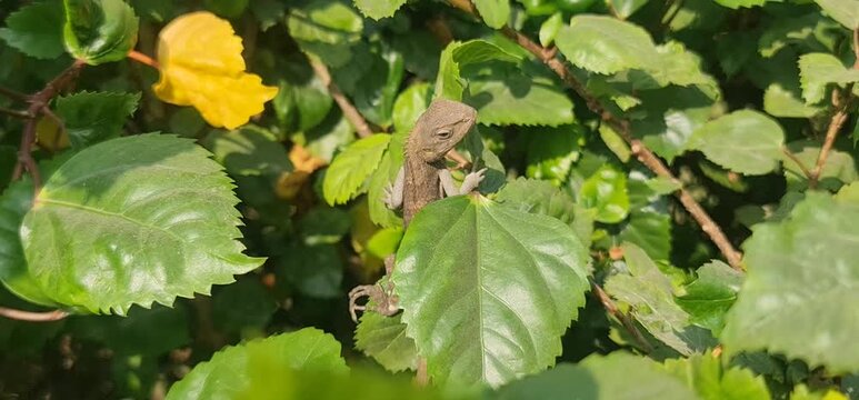 Asian Wildlife: A Detailed Footage of a Changeable Lizard Blending Seamlessly into the Natural Habitat of the Forest Ground, Showcasing its Browns and Tans.