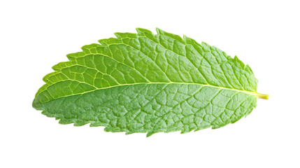 Bright Green Mint Leaf Isolated Fresh Herb Culinary Ingredient Flavoring