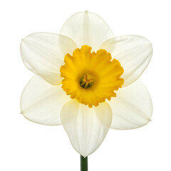 White daffodil with a bright yellow trumpet center