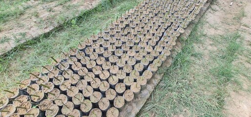 Horticultural Pattern: A Tightly Packed Grid of Newly Potted Seedlings