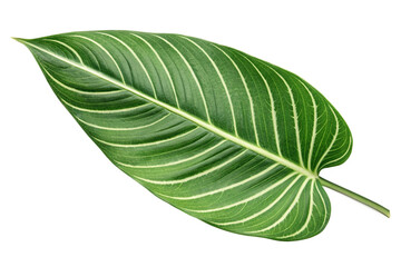 Obraz premium Calathea Leaf Isolated Green Tropical Botanical Nature PNG