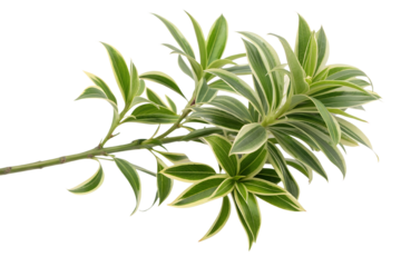 Song of India Plant Branch Isolated Green Variegated Foliage PNG