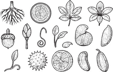 Plant Parts Black and White Vector Illustration.eps