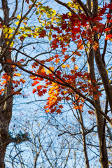 Autumn leaves in Sapporo