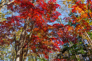 Autumn leaves in Sapporo