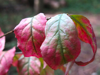 red shrub leaves in autumn