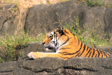 Naklejka premium 日向ぼっこで眠そうなトラ 穏やかな休息