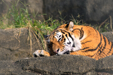 日向ぼっこで眠そうなトラ 穏やかな休息