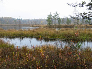 quiet lake Belskoye in the Moscow region in autumn