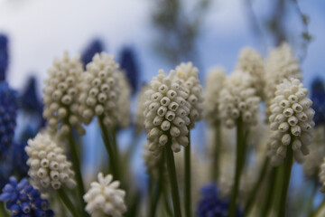 Keukenhof gardens blooming spring flowers by the pond. Colorful tulips and blue Muscari flowers. Beautiful ornamental garden landscape at Lisse, Netherlands