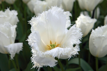 Obraz premium Keukenhof gardens blooming spring flowers by the pond. Colorful tulips and blue Muscari flowers. Beautiful ornamental garden landscape at Lisse, Netherlands