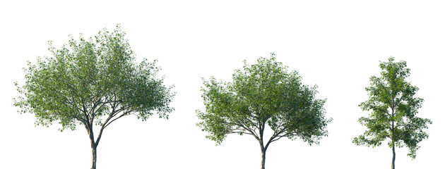 Set of 3 Quercus palustris (also called pin oak, swamp oak, or swamp Spanish oak) frontal set street trees isolated png in sunny daylight on a transparent background perfectly cutout