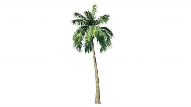 palm tree isolated on white background