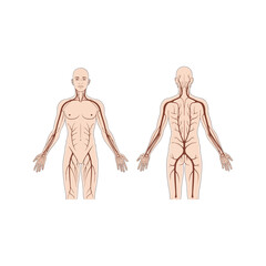 Detailed human circulatory system, anterior and posterior views, anatomical illustration of arteries and veins