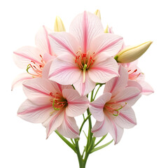 Fototapeta premium Pink Amaryllis Flowers Blooming in Bright Natural Light