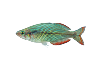 Isolated Turquoise Rainbow Fish on Display Aquarium Animal Freshwater Habitat, Colorful