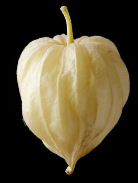 Discover the unique features of the husk tomato, a tasty fruit native to Mexico, showcasing its shape and color