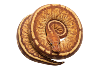 Isolated coiled ball python slithering pet reptile snake with brown and tan markings pattern