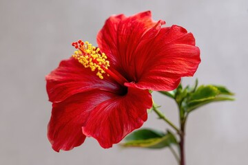 vibrant red hibiscus flower with glossy petals and prominent veins against a neutral backdrop, featuring bright yellow stamens and small red pollen, complemented by green leaves on the stem