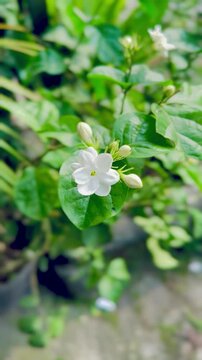 Jasmine flowers in the pot 