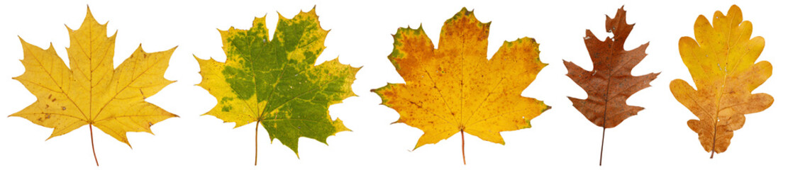 Collection of Colorful Autumn Leaves with Vibrant Colors on Isolated Background