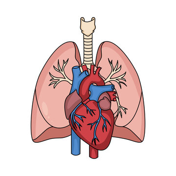 Detailed human heart and lungs anatomical illustration, showing the full cardiopulmonary system, ideal for medical, biological, and healthcare education