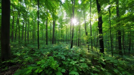 Obraz premium Lush green forest floor with soft sunlight filtering through tall trees, showing natural moss, leaves, plants, woodland details, peaceful outdoor nature environment with calm, fresh, quiet atmosphere