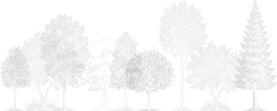 Architectural tree elevation drawing featuring diverse realistic trees. Minimal black and white line art showing natural variety, perfect for poster, banner, web, or digital artwork design use.  
