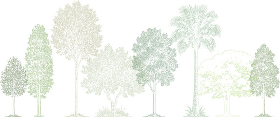 Architectural tree elevation drawing in natural green tones. Realistic hand-drawn collection of tropical and deciduous trees with soft shading, minimal and professional landscape illustration.  
