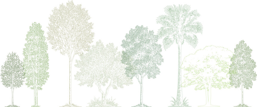 Architectural tree elevation drawing in natural green tones. Realistic hand-drawn collection of tropical and deciduous trees with soft shading, minimal and professional landscape illustration.  
