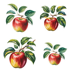 Botanical watercolor apples with green leaves. fresh fruit.