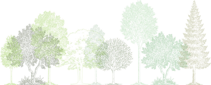 Architectural elevation drawing of diverse trees in soft green gradient. Detailed realistic line art showing tropical and deciduous varieties, minimal and professional landscape illustration.  
