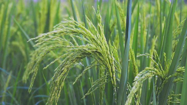Green Rice Ears Close-Up in Agricultural Field - Mature Crop Ready for Harvest
