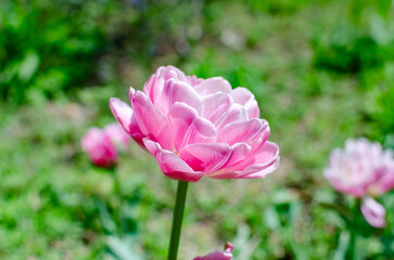 春の陽光に輝くピンクの八重チューリップ